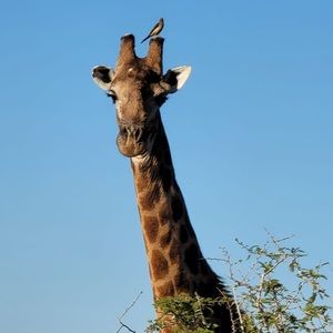 Meet your Posher, Kevin echols